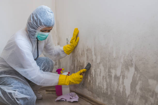 Trusted Monmouth, OR Mold Removal Experts