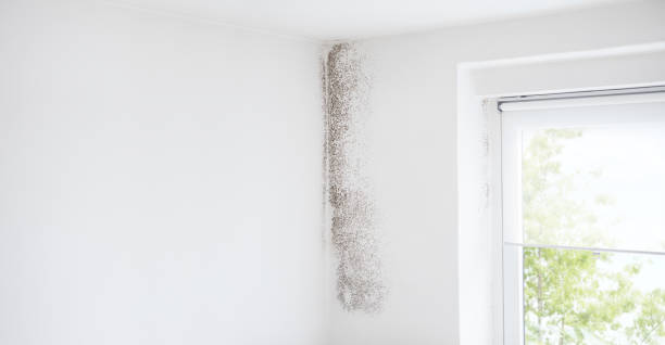 Best Indoor Air Quality Assessment  in Monmouth, OR